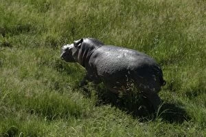 Hippopotamus - Walking on grass