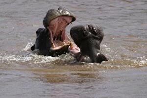 Hippopotamus - two in water