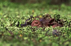 Wallowing Prints: Hippopotamus - in water, eye showing