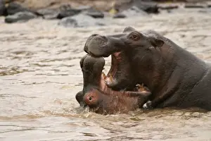 Confronation Prints: Hippopotamus Two in water fighting together Maasai Mara, Africa