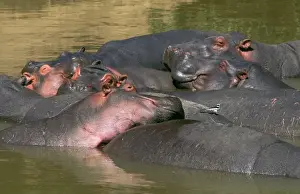 Hippopotamuses Prints: Hippopotamus - in water - group dozing with an oxpecker on the back of one - Masai Mara National Reserve - Kenya
