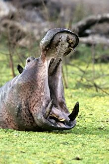 Hippopotamus - in water, mouth open