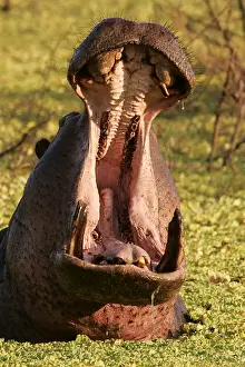 Hippopotamus - in water with mouth open. South Luangwa Valley National Park - Zambia - Africa