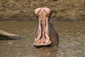 Images Dated 8th September 2003: Hippopotamus - In water with mouth wide open