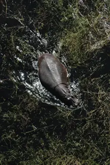 Hippopotamus - In water, Okavango Delta Botswana Africa