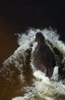 Hippopotamus - In water, Okavango Delta Botswana Africa
