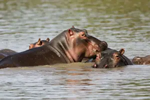 Hippopotamus - in water. South Luangwa Valley National Park - Zambia - Africa
