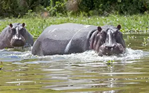 Hippopotamuses Prints: Hippopotamus - In water threatening - Lake Naivasha Kenya Africa