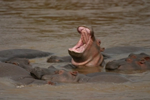 Hippopotamus - in water with mouth open