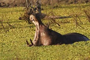 Hippopotamus yawning in the afternoon