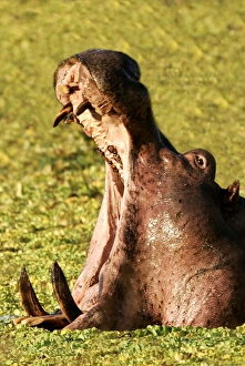 Images Dated 10th July 2004: Hippopotamus yawning in the afternoon South Luangwa Valley N.P. Zambia, Africa