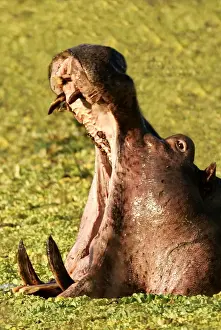 Hippopotamus yawning in the afternoon South Luangwa Valley N. P. Zambia, Africa