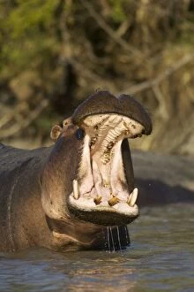 Images Dated 7th September 2006: Hippopotamus - Yawning bull in the Lufupa River