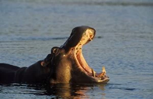 Amphibius Gallery: Hippopotamus - yawning in the evening