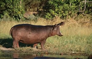 Images Dated 4th August 2005: Hippopotamus - yawning Okavango Delta, Botswana