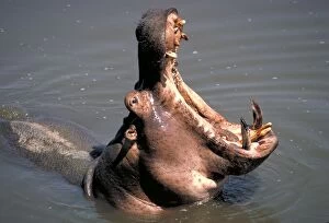 Images Dated 13th November 2007: Hippopotamus yawning - South Luangwa National Park Zambia Africa
