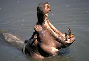 Hippopotamus yawning - South Luangwa National Park Zambia Africa