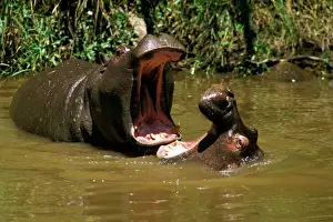 East Africa Prints: Hippopotamus - young playing in water practising the great gape (up to 150 degrees)