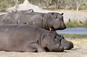 Hippos Prints: Hippos CH 4759 x 2 with Oxpeckers