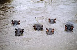 Hippopotamuses Prints: Hippotamus - in water - Masai Mara National Reserve - Kenya JFL17471