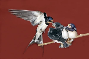 Images Dated 13th July 2005: HIRONDELLE DE CHEMINEE (Hirundo rustica)