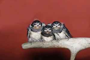 Images Dated 13th July 2005: HIRONDELLE DE CHEMINEE (Hirundo rustica)