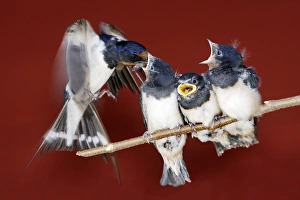 Images Dated 13th July 2005: HIRONDELLE DE CHEMINEE (Hirundo rustica)