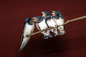 Images Dated 13th July 2005: HIRONDELLE DE CHEMINEE (Hirundo rustica)
