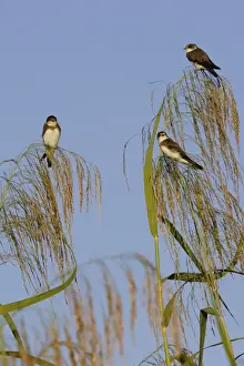 Hirondelle de rivage. Dortoir dans roseax Sand Martin Riparia riparia