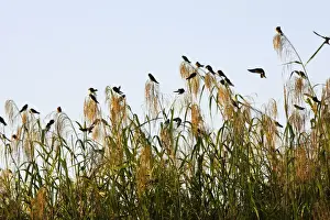 Hirondelle de rivage. Dortoir dans roseax Sand Martin Riparia riparia