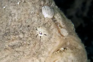 Frog Fishes Prints: Hispid Frogfish - Indonesia