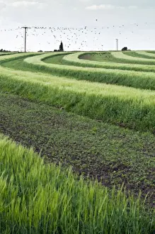 Historic Prints: Historic example of strip farming - Isle of Axholme - Lincolnshire - UK