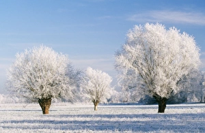 Images Dated 2nd September 2004: Hoar-Frost Pollard Willow Tree landscape