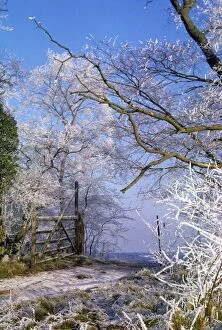 Hoar Frost - on Trees & Fence
