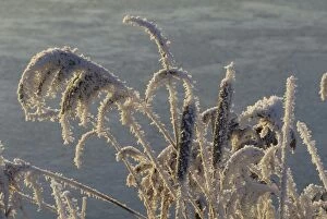 Plant Textures Collection: Hoarfrost - UK