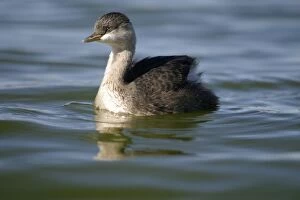 Images Dated 25th July 2003: Hoary-headed Grebe Non-breeding plumage Alice Springs sewage ponds, Northern Territory, Australia