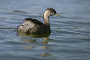 Images Dated 25th July 2003: Hoary-headed Grebe Non-breeding plumage Alice Springs sewage ponds, Northern Territory, Australia
