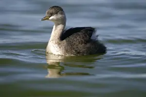 Hoary-headed Grebe Non-breeding plumage Alice Springs sewage ponds, Northern Territory, Australia