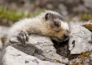 Cuddly Prints: Hoary Marmot - above Chester Lake - Peter Lougheed Provincial Park near Kananaskis - Rockies - Canada