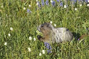 Images Dated 12th May 2006: Hoary Marmot - Feeding on subalpine flowers Mount Rainier National Park, Washington State