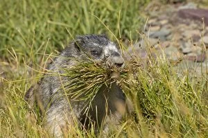 Hoary Marmot - gathering grass for winter hibernation nest / bed, it will use grass to line inside of burrow
