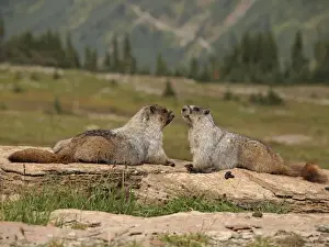 Marmots Prints: Hoary Marmot - Glacier National Park - USA