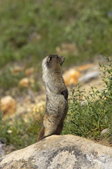 Images Dated 12th May 2006: Hoary Marmot - On lookout rock Mount Rainier National Park, Washington State, USA MA000224
