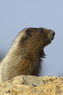Images Dated 12th May 2006: Hoary Marmot - On lookout rock Mount Rainier National Park, Washington State, USA MA000213