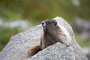 Images Dated 12th May 2006: Hoary Marmot - On lookout rock Mount Rainier National Park, Washington State, USA MA000231