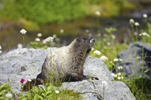 Images Dated 12th May 2006: Hoary Marmot - On lookout rock Mount Rainier National Park, Washington State, USA MA000207
