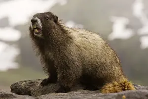 Hibernation Prints: Hoary marmot (Marmota caligata) on Mount Rainier, Cascade Mountains, Washington