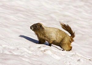 Images Dated 5th August 2008: Hoary marmot (Marmota caligata) on snow patch, high on Mount Rainier, Cascade Mountains, Washington