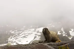 Hibernation Prints: Hoary marmot (Marmota caligata) with snowy slopes beyond