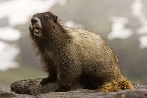 Hoary marmot on Mount Rainier